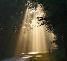 Light shining through the trees