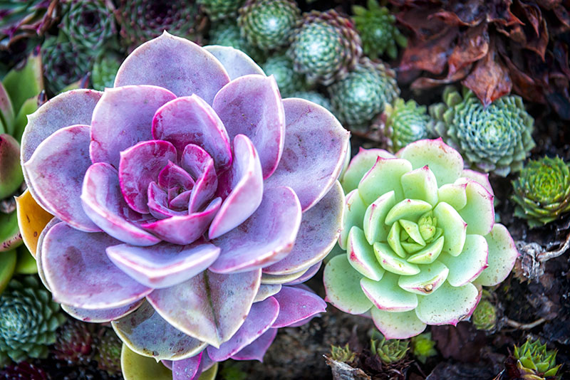 Two Colorful Succulents